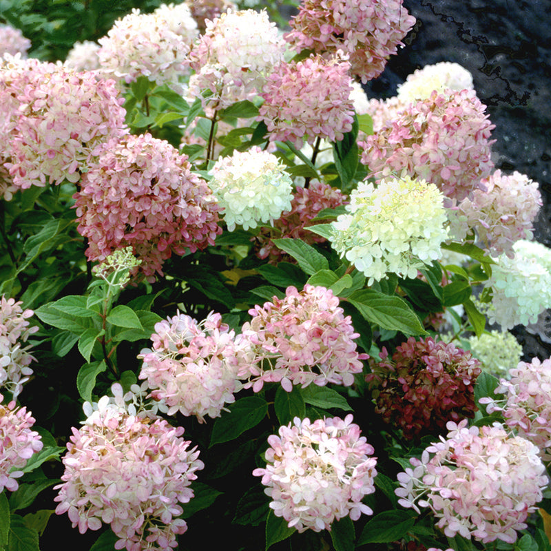 The flowers of Limelight hydrangea turn pink and burgundy in late summer.