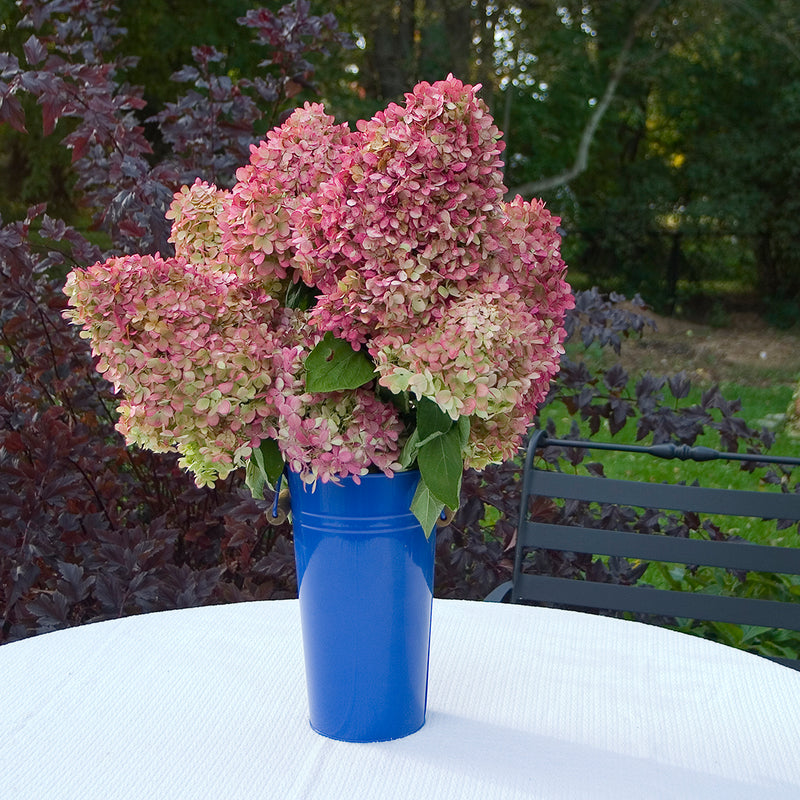 Several pink and red blooms of Limelight hydrangea arranged in a cobalt blue metal vase.