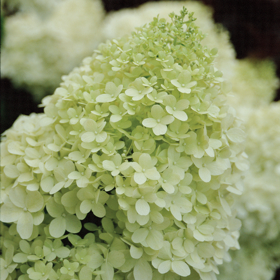 Hydrangeas hot Up Close Original