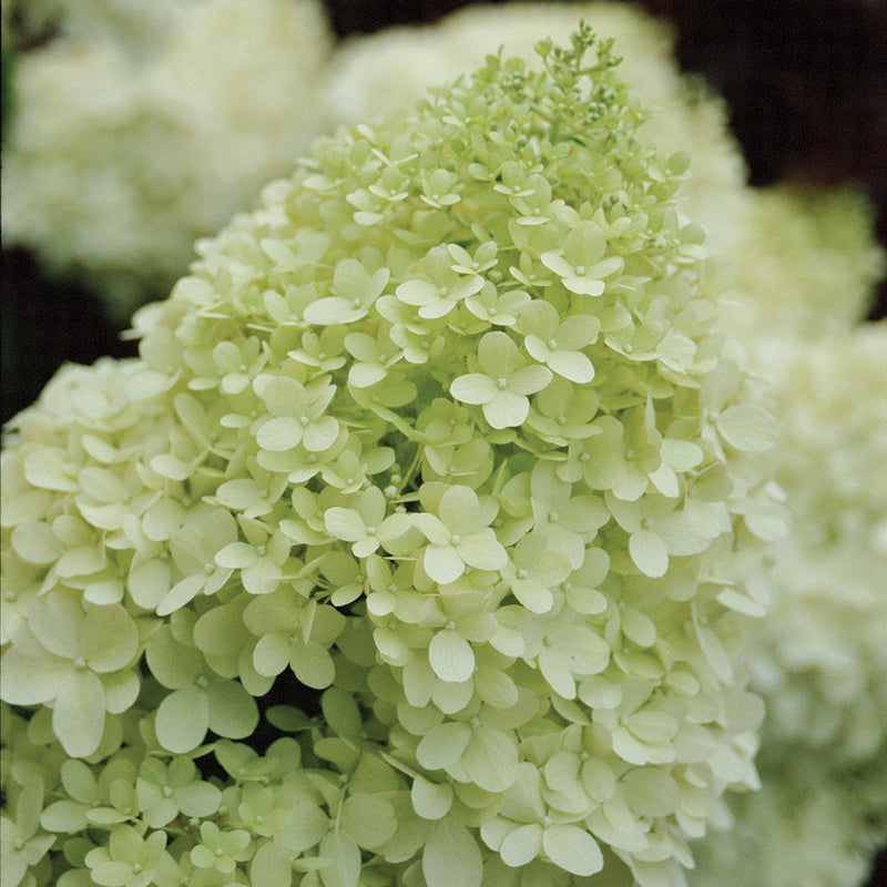 A closeup look of jade green florets that make up the bloom of Limelight hydrangea. 