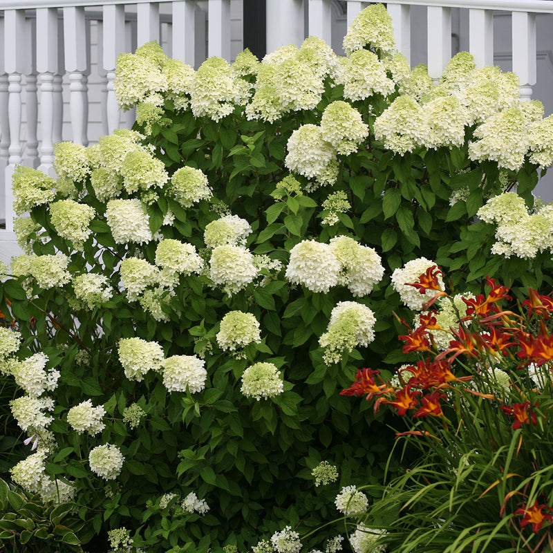 An established planting of Limelight hydrangea with green cone-shaped blooms.