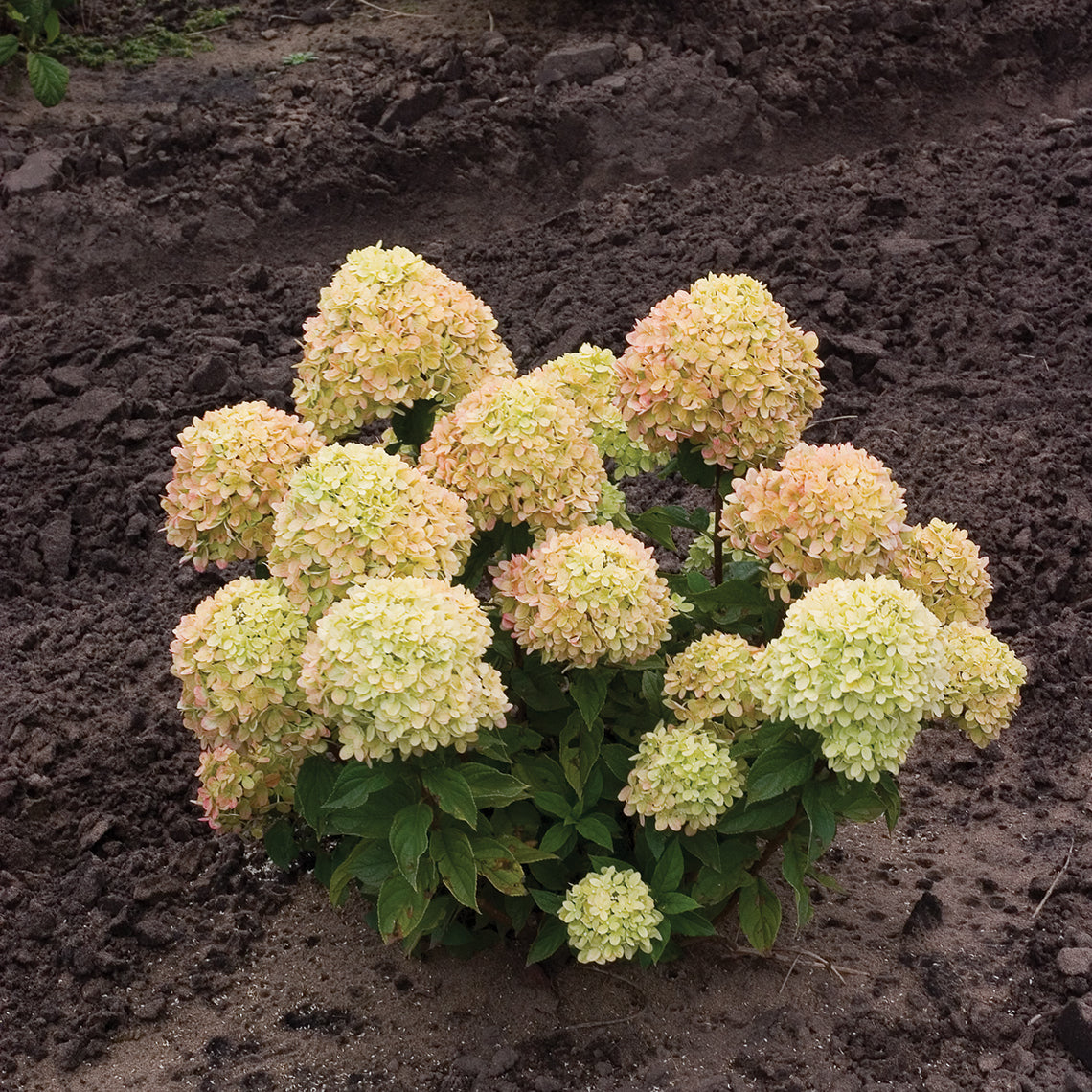 A single Little Lime® Panicle Hydrangea blooming in a field.