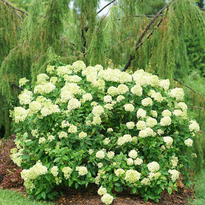 Little Lime® Panicle Hydrangea reaches just three to five feet tall and wide, forming a nice round flower covered mound in the landscape.