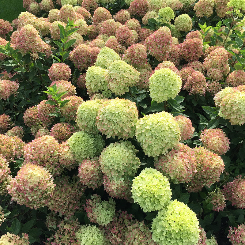 Little Lime® Panicle Hydrangea takes on pink tones as its cone shaped green flowers age.