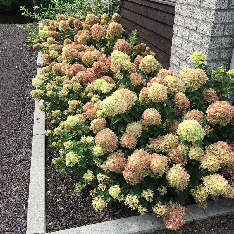 A low hedge of Little Lime® Panicle Hydrangea is taking on its typical pink color late in the summer.