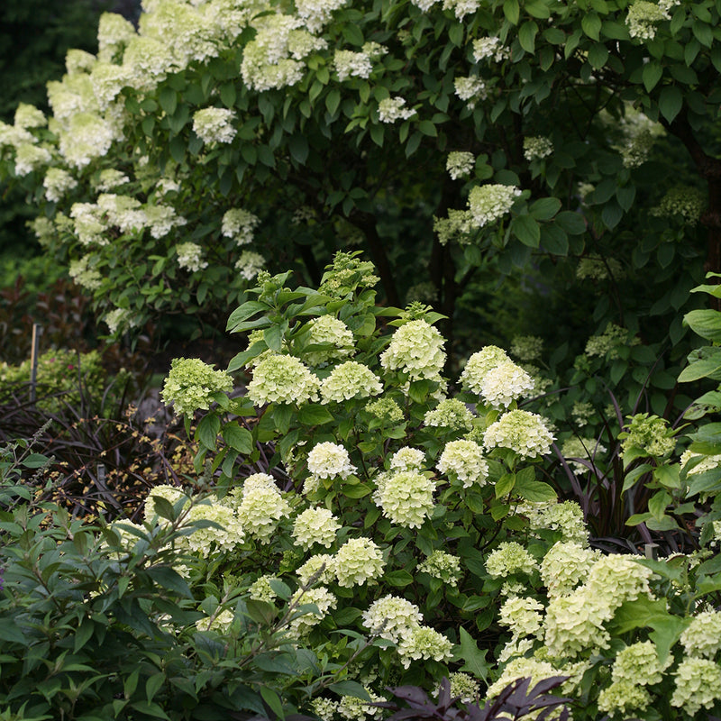 Little Lime® Panicle Hydrangea blooms in front of Limelight hydrangea so their habits and sizes can be compared.