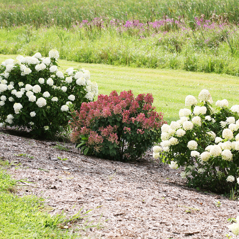 A specimen of Little Quick Fire® Panicle Hydrangea  surrounded by larger hydrangeas, showing its dwarf habit and ability to turn red very early in the season.