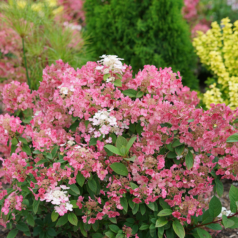 Little Quick Fire® Panicle Hydrangea has white lacecap flowers that turn red quickly in summer.