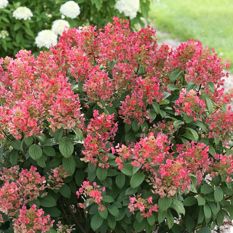 Little Quick Fire® Panicle Hydrangea  showing off its red flower color and deeply corrugated leaves.