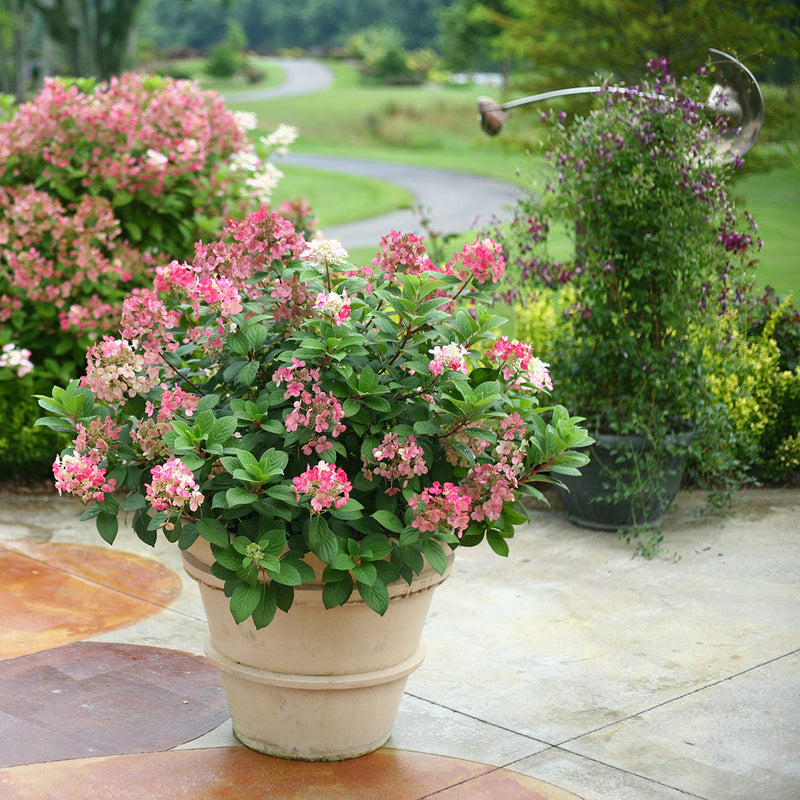 Little Quick Fire® Panicle Hydrangea being grown in a large beige decorative container.