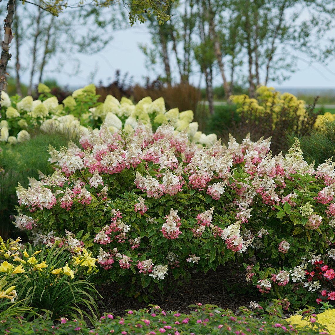 Pinky Winky Panicle Hydrangea has massive panicles of two toned flowers