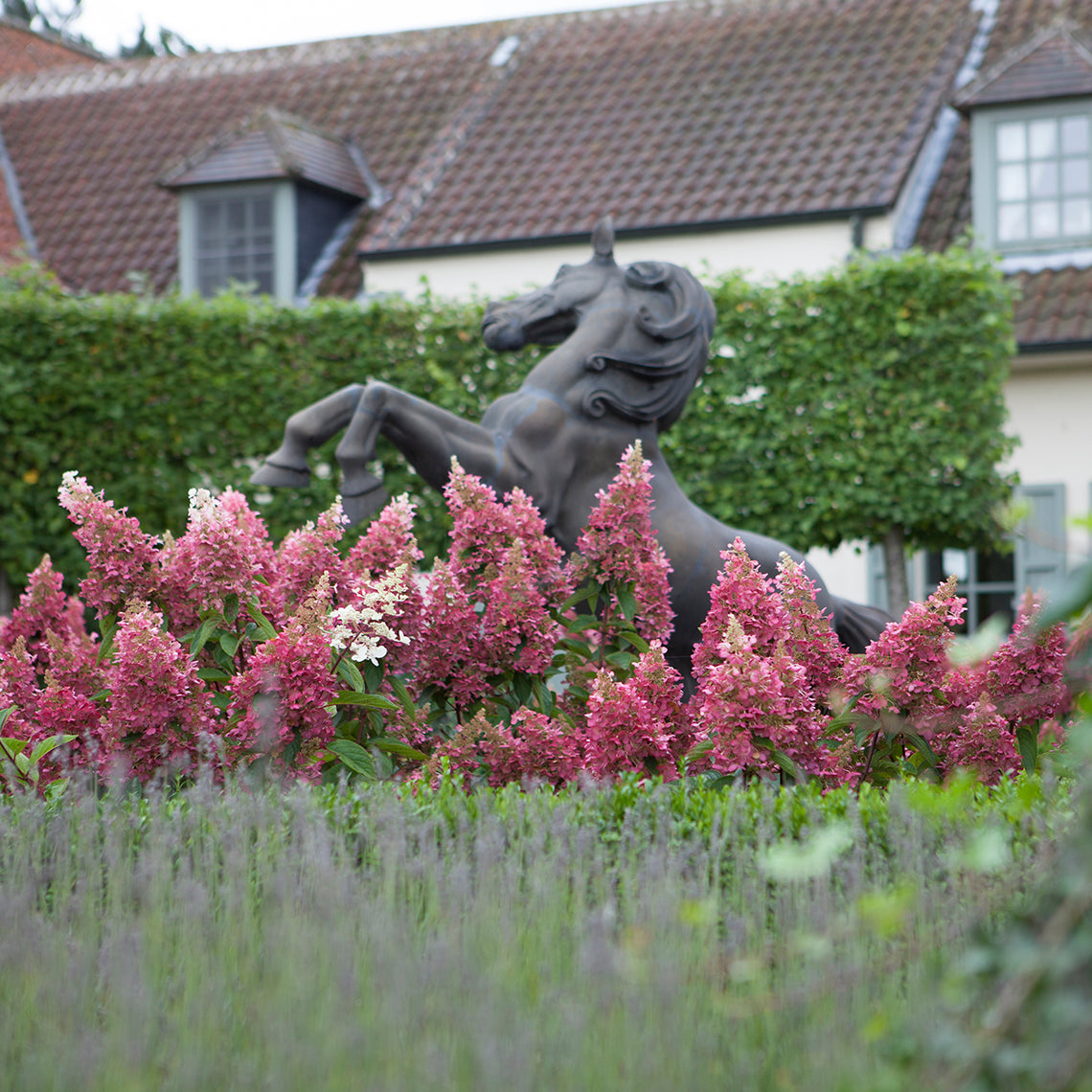 Pinky Winky Panicle Hydrangea blooms in front of a bronze sculpture of a rearing horse.