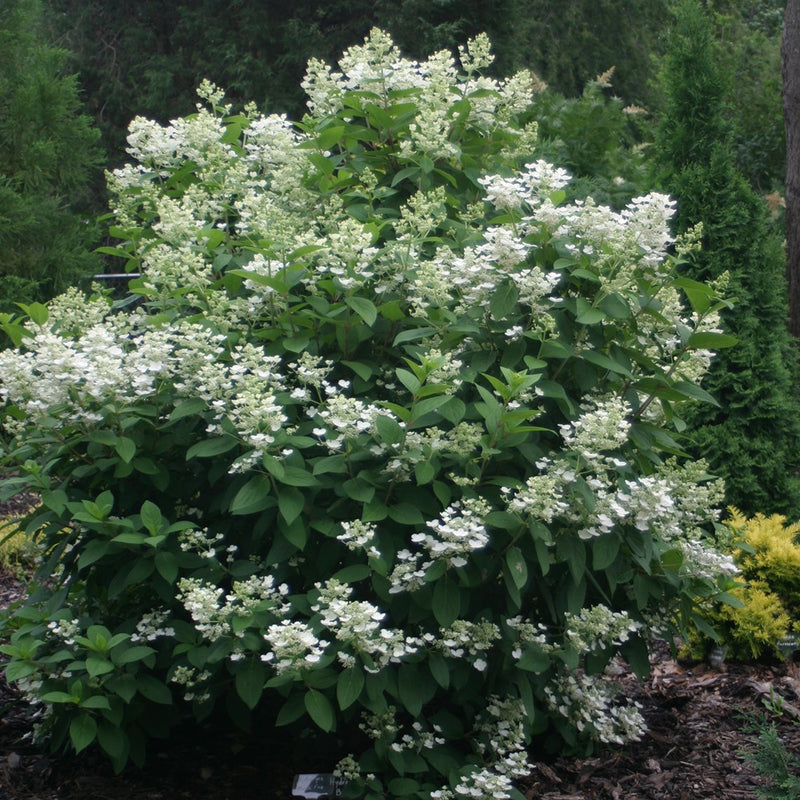 Quick Fire Panicle Hydrangea is the earliest blooming panicle hydrangea