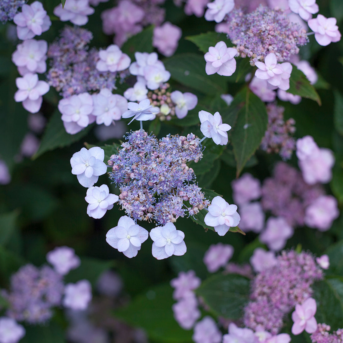 A close view of an inflorescence of Tiny Tuff Stuff Mountain Hydrangea  showing the blue color of both its fertile and sterile florets.