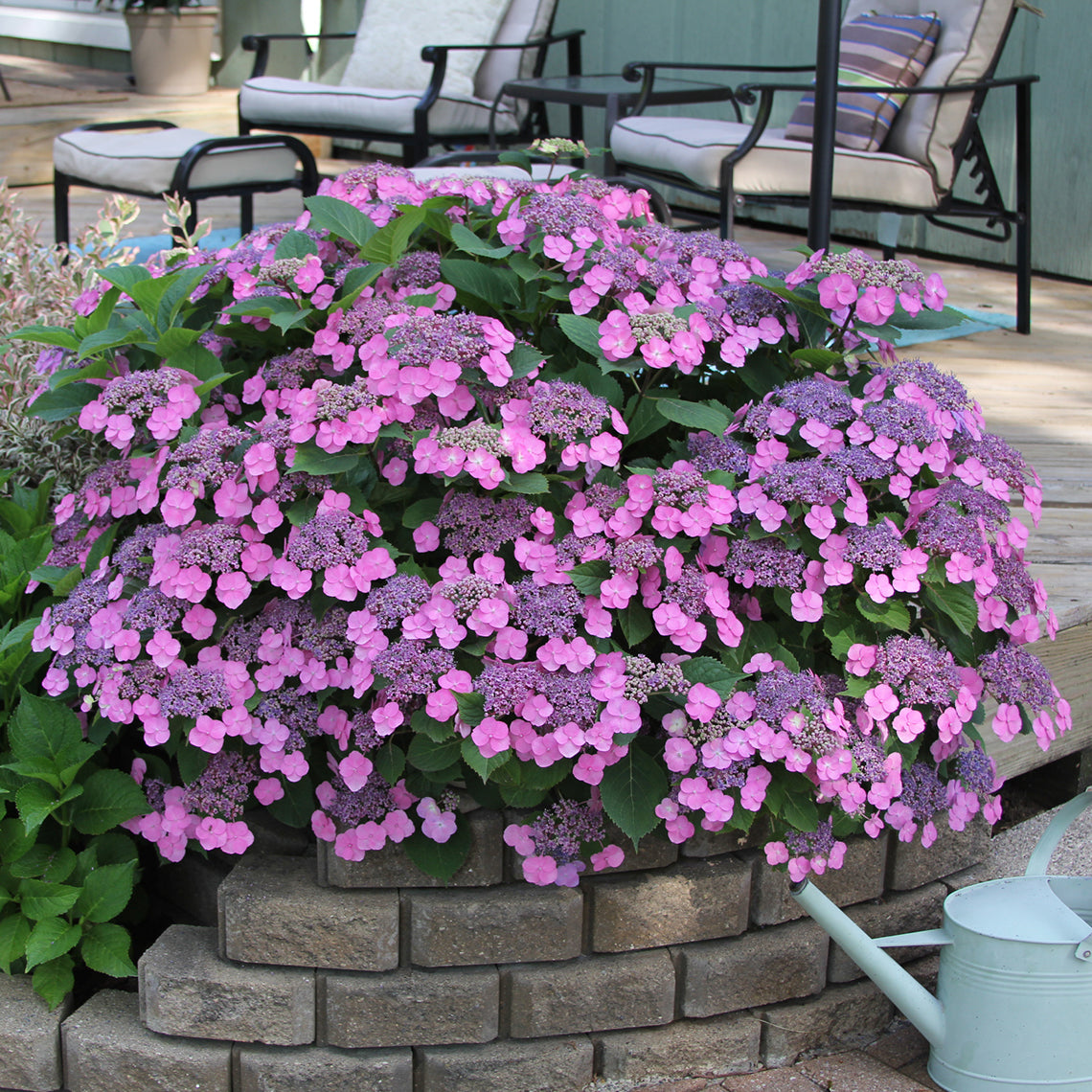 Tuff Stuff Hydrangea with pink blooms on a patio with chairs behind it.