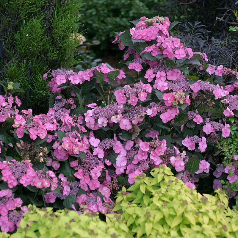 A closer look at the deep pink lacecap blooms of Tuff Stuff Mountain Hydrangea.