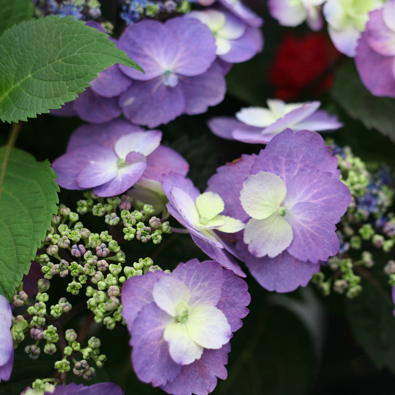 The sterile florets of Tuff Stuff Mountain Hydrangea can be a nice purple if soil conditions are right for it to develop.