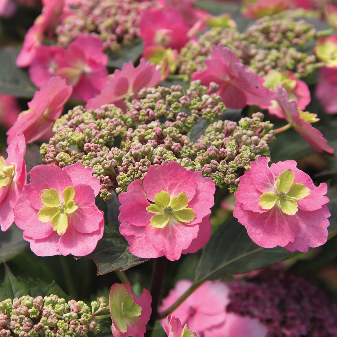 Tuff Stuff™ Mountain Hydrangea - DISCONTINUED