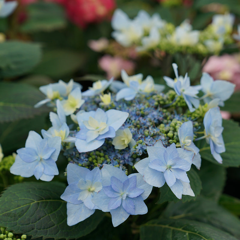 Tuff Stuff Ah-Ha mountain hydrangea has blue flowers with sterile florets that resemble waterlilies.