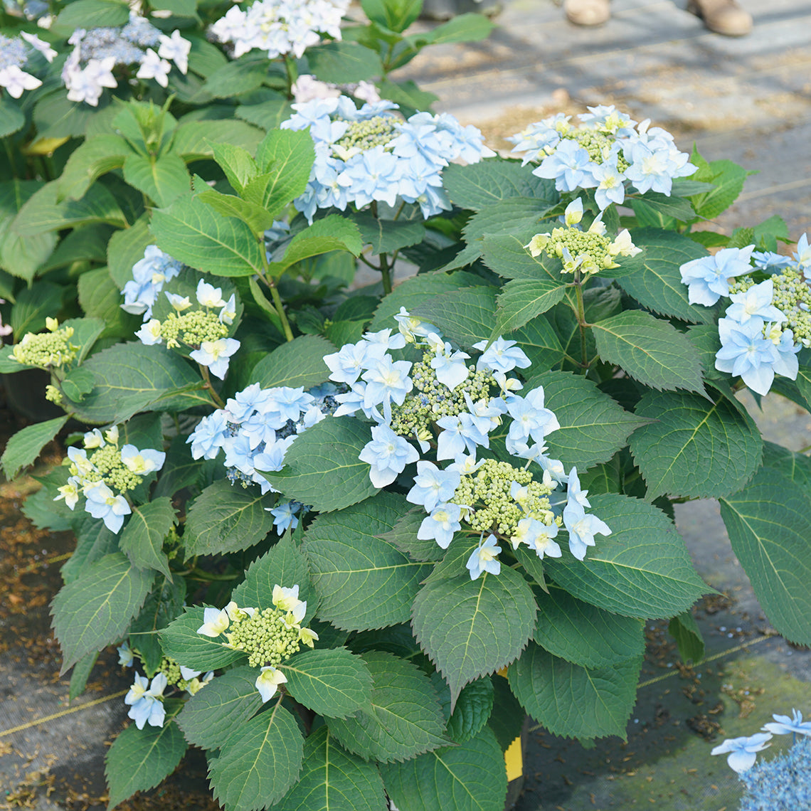 A specimen of Tuff Stuff Ah-Ha mountain hydrangea covered in blue flowers.