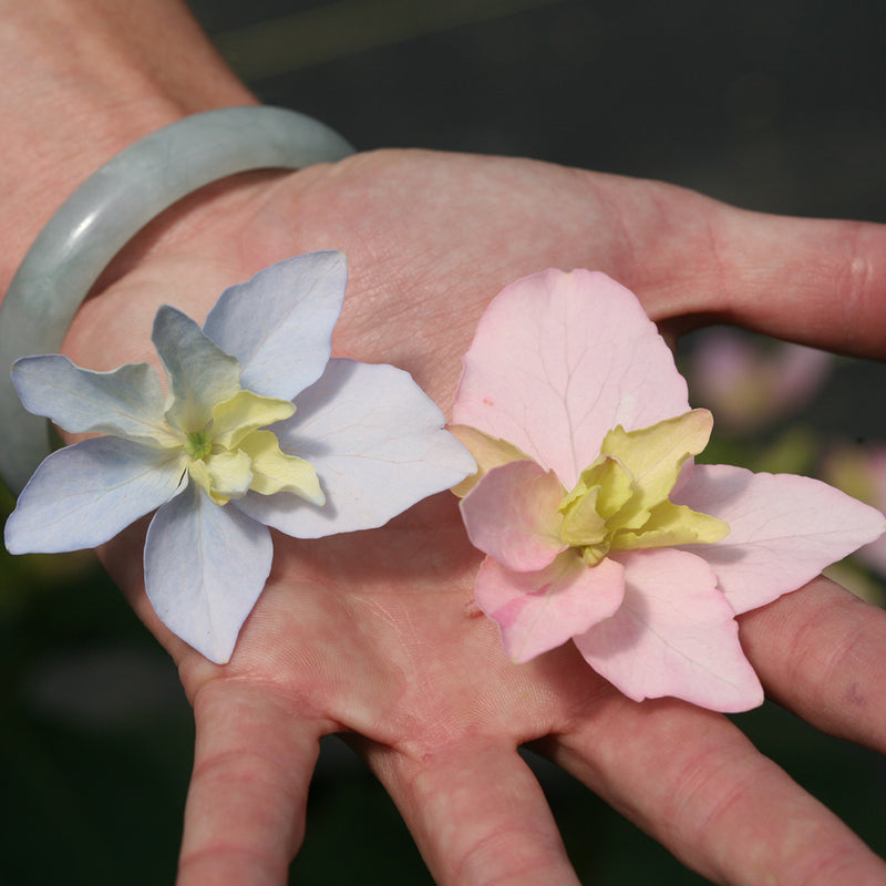Two florets from Tuff Stuff Ah-Ha mountain hydrangea showing their double, waterlily like shape.