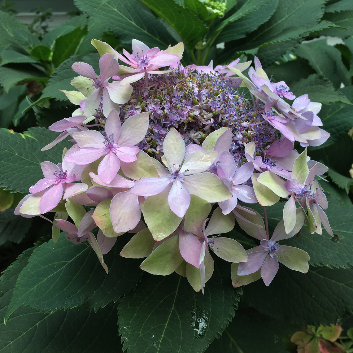 In this bloom on Tuff Stuff Ah-Ha mountain hydrangea, the florets are purple and pink.