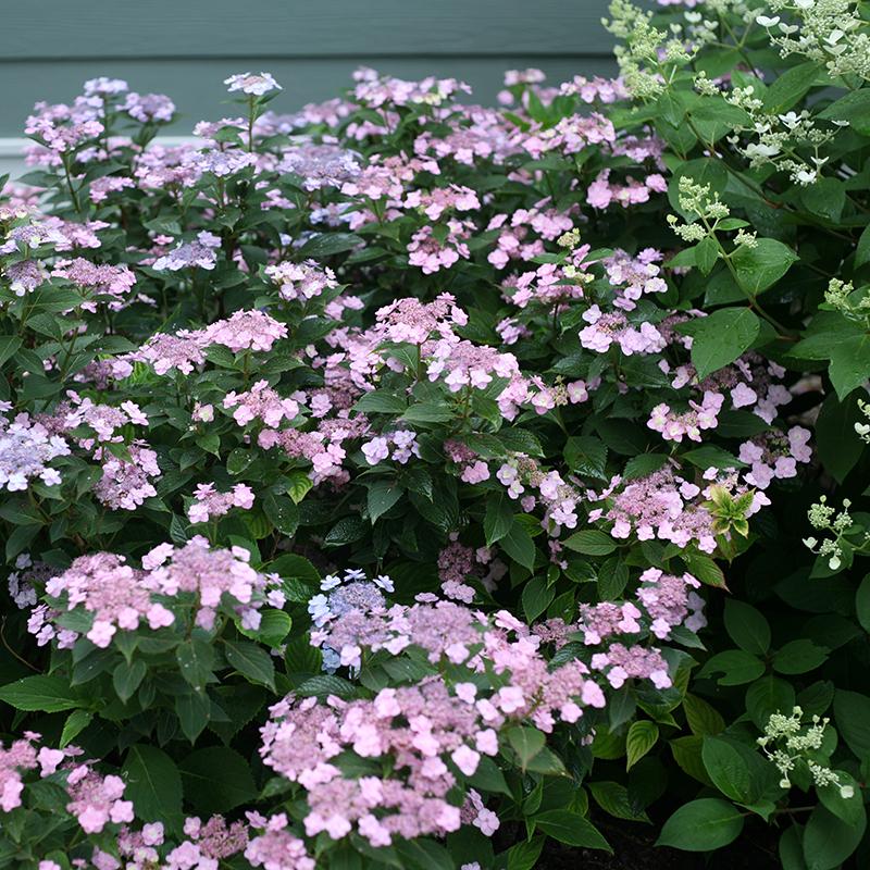 Tiny Tuff Stuff Mountain Hydrangea has blue or pink blooms depending on ph