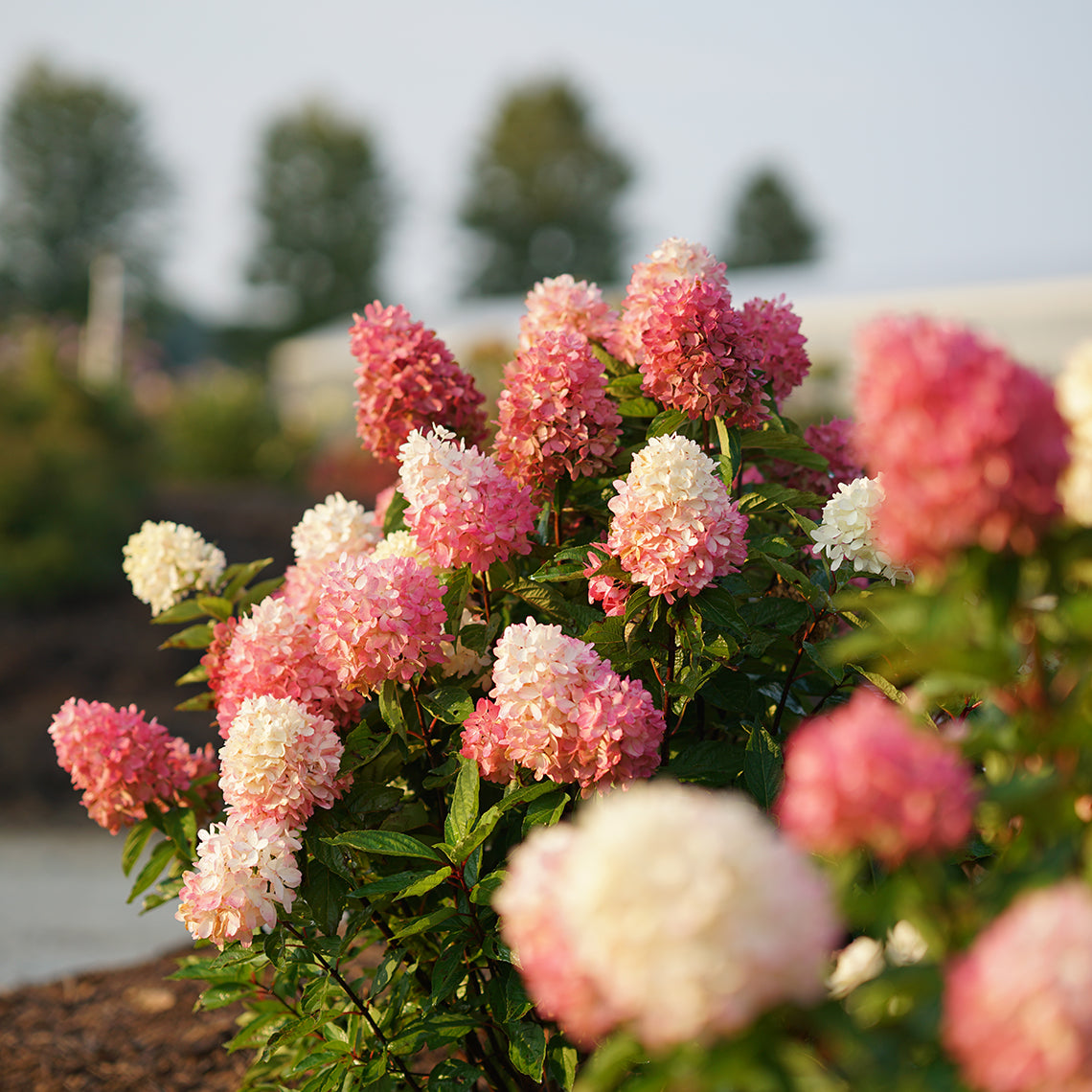 Zinfin Doll® Panicle Hydrangea - DISCONTINUED