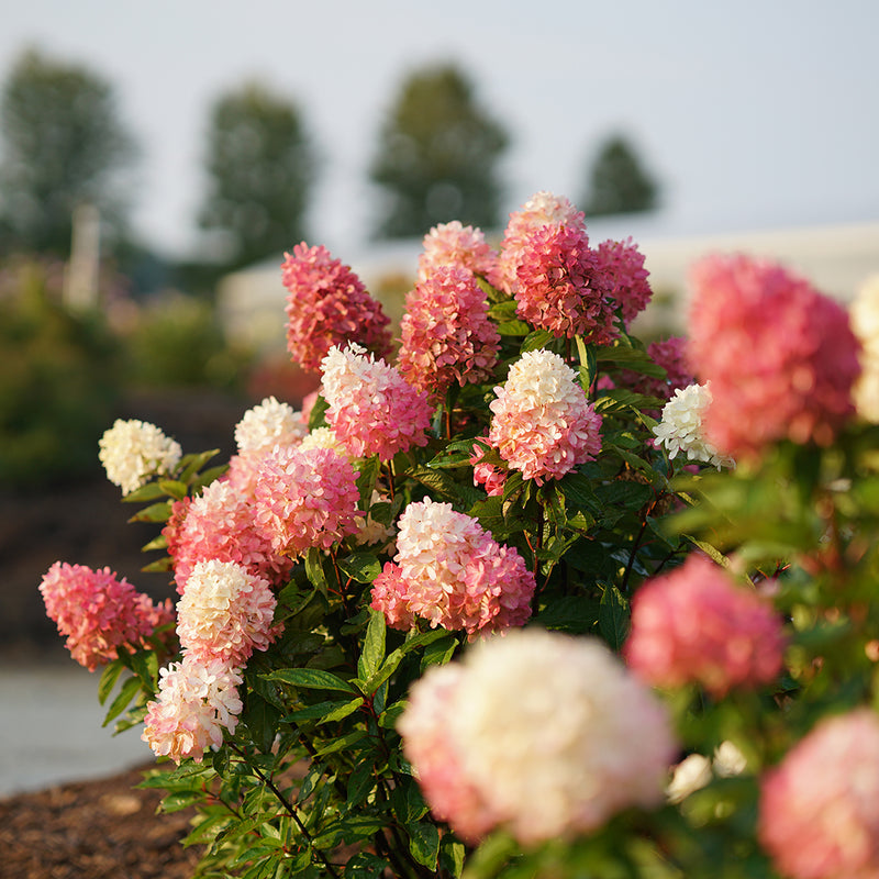A sunlit specimen of Zinfin Doll Panicle Hydrangea with several pink and white blooms.