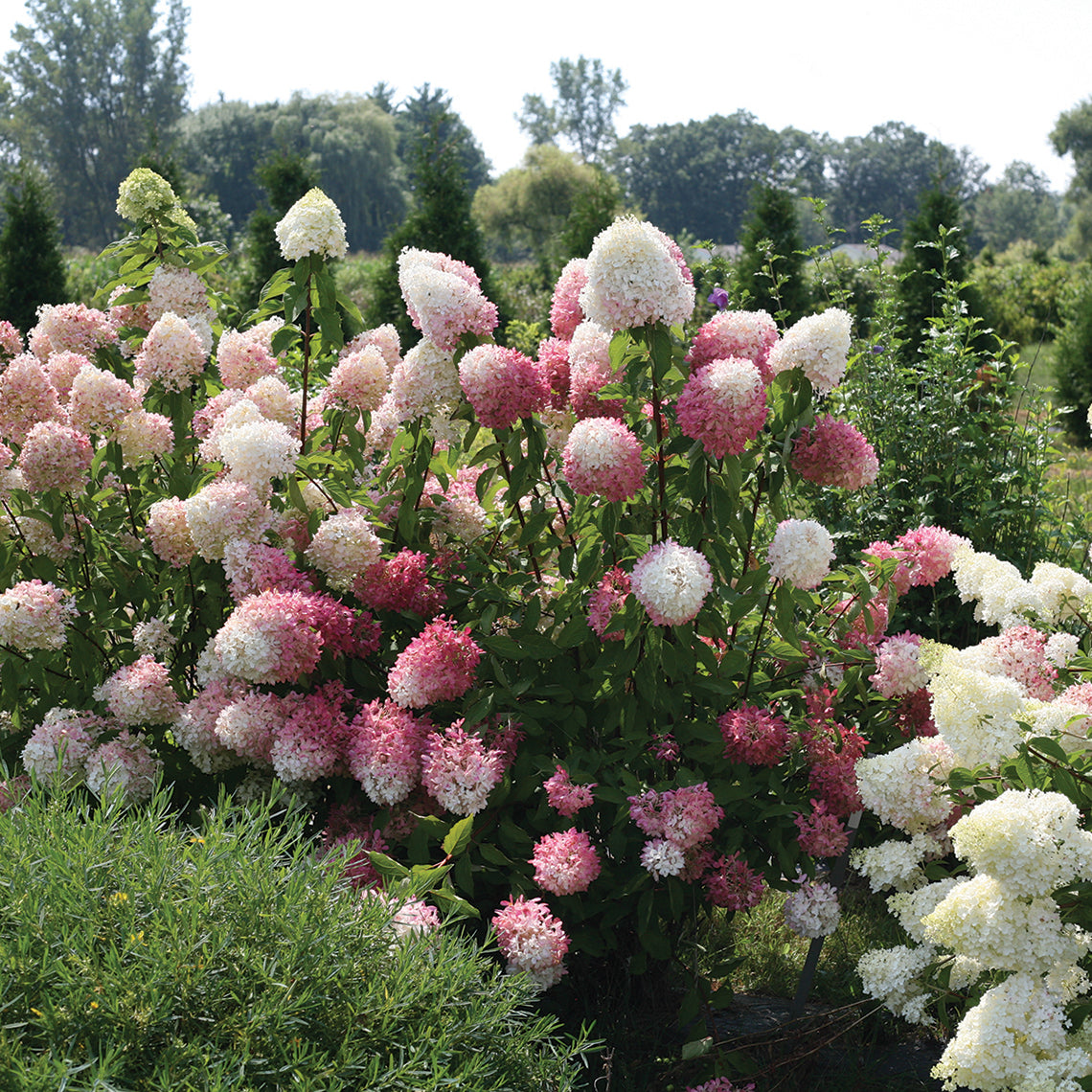 Zinfin Doll Panicle Hydrangea being trialed in a field.