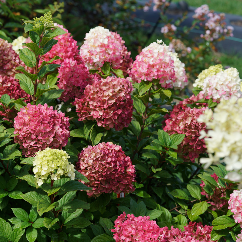 The flowers of Little Lime Punch hydrangea transform into shades of red and pink. 