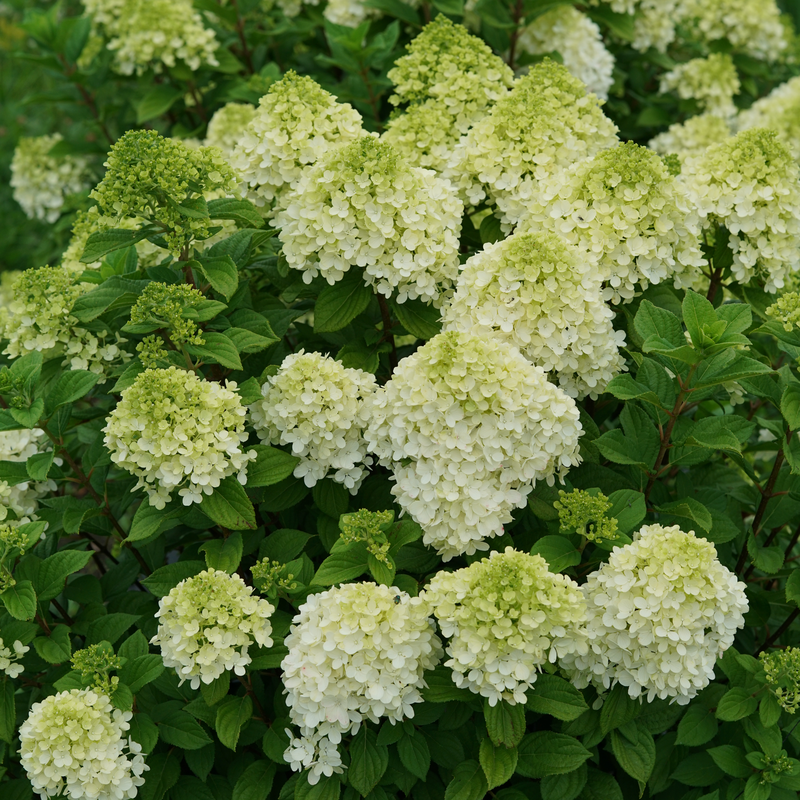 Little Lime Punch hydrangea has extremely dense, full mophead flowers. 