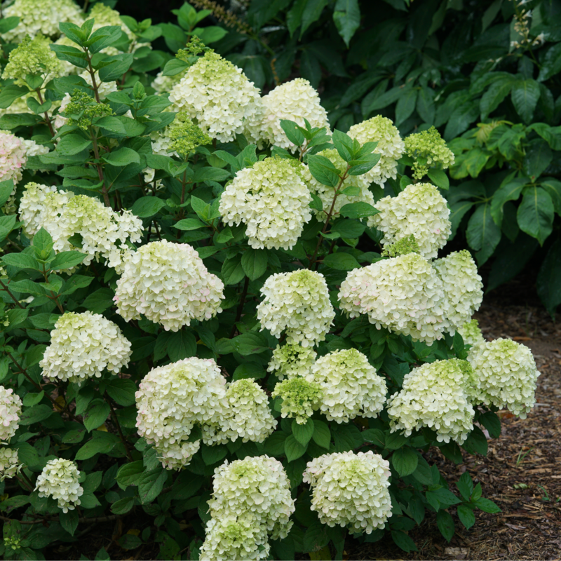 Little Lime Punch hydrangea blooming in a garden.