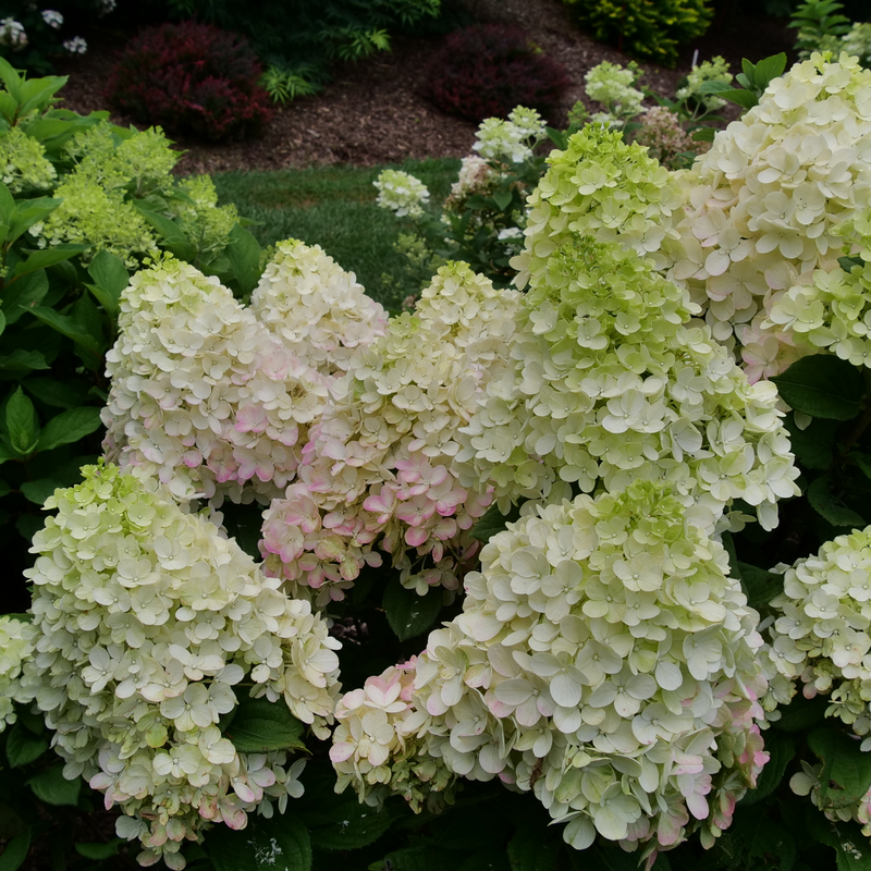 Little Lime Punch hydrangea has large mophead flowers that bloom in summer. 