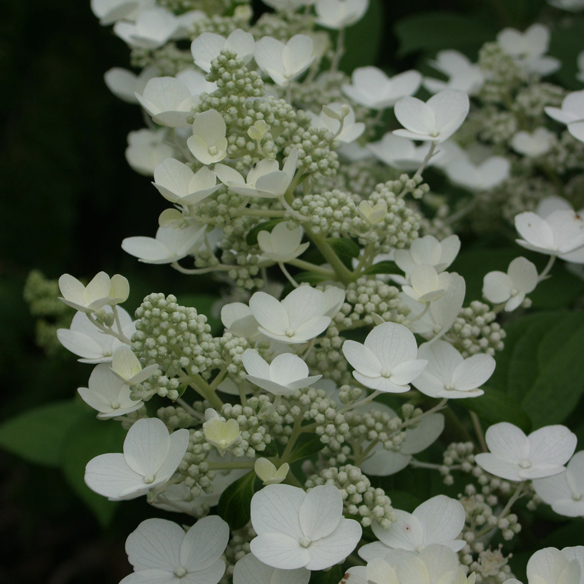 Quick Fire Panicle Hydrangea