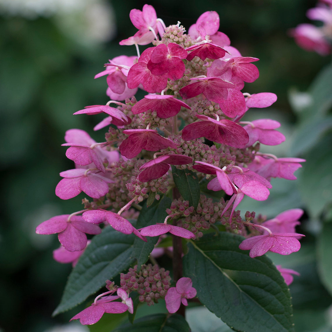 As the blooms of Quick Fire panicle hydrangea age, they turn a nice dark red color.