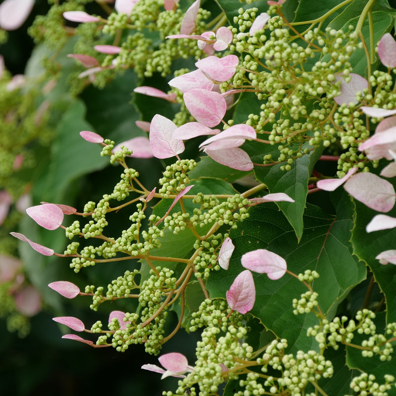 Rose Sensation false hydrangea vine has sail-like sepals that are colored with marbelized pink and white.