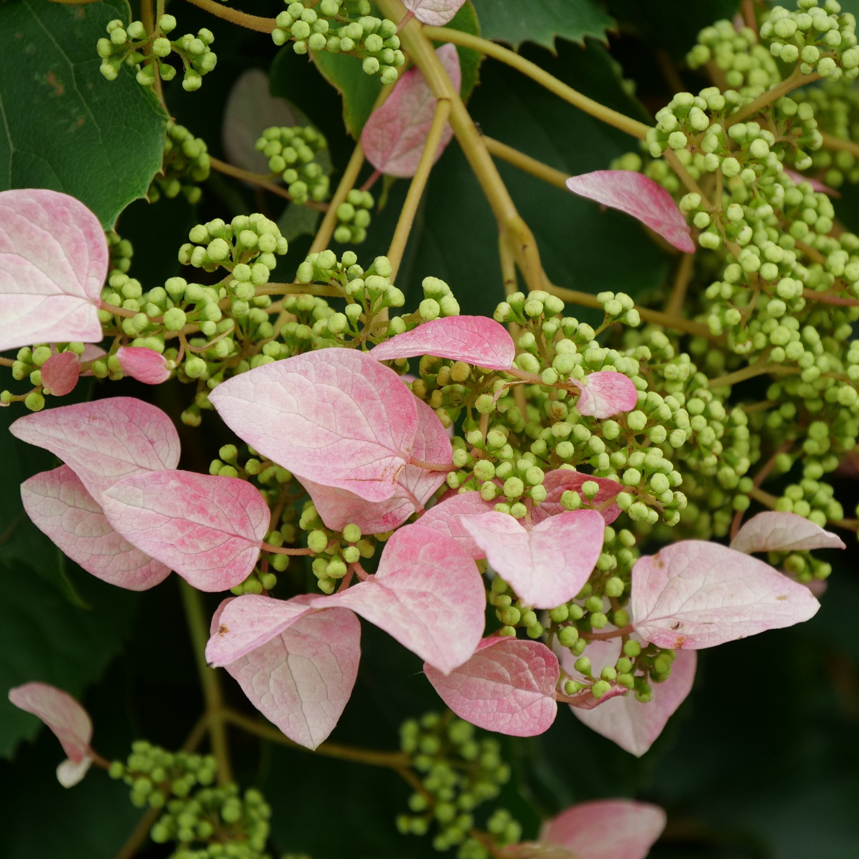 Rose Sensation™ False Hydrangea Vine