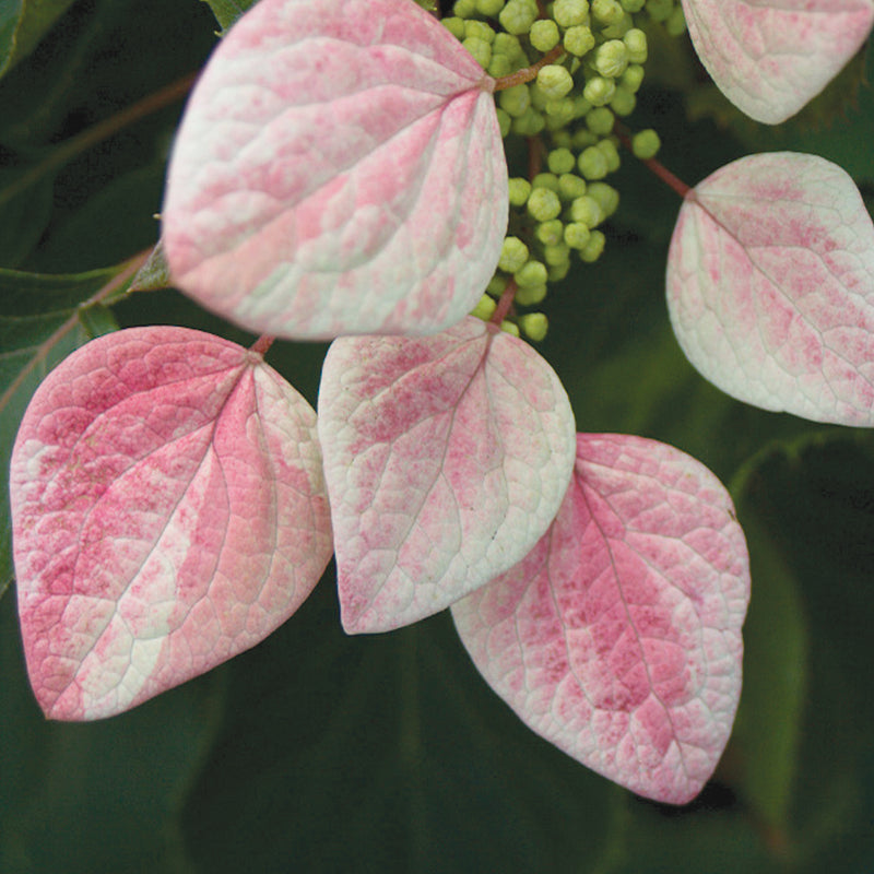 Rose Sensation false hydrangea vine boasts pink and white sepals that look as though they were painted with skilled brushstrokes.