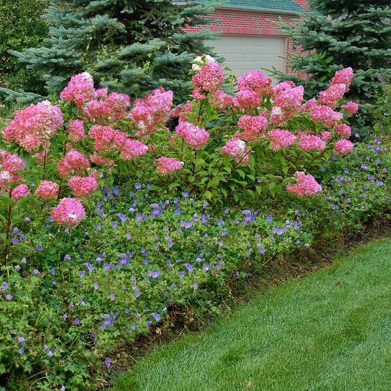 vanilla strawberry hydrangea seeds Vanilla Strawberry® Panicle Hydrangea