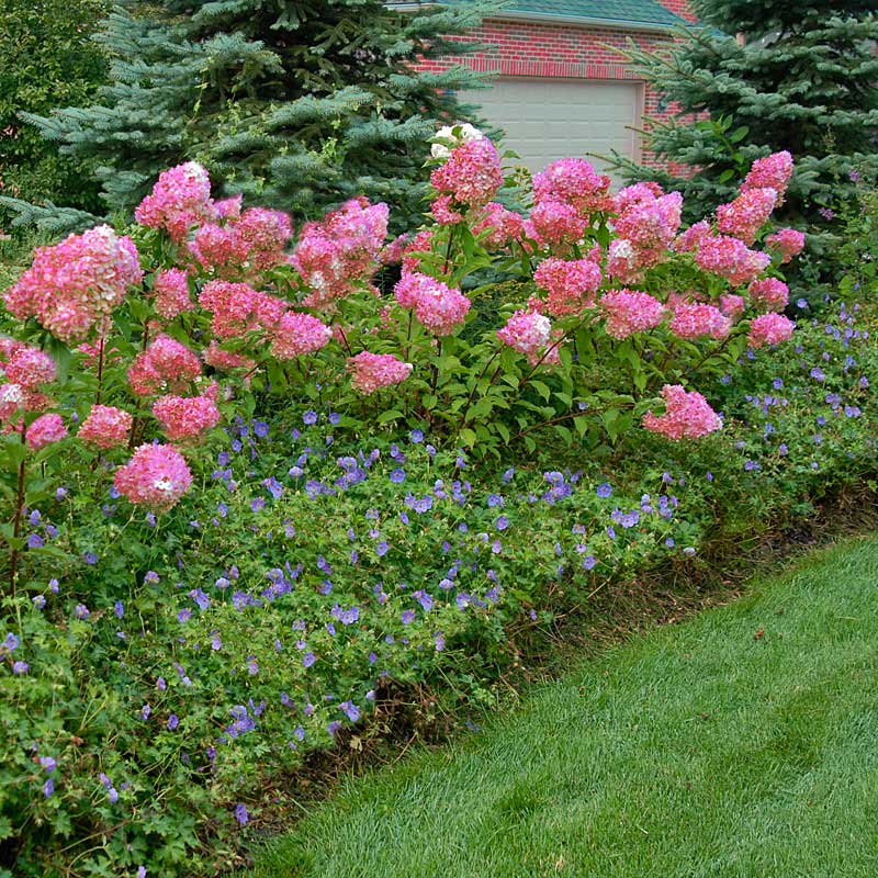 Several Vanilla Strawberry Panicle Hydrangea growing over a planting of blue Rozanne cranesbill.