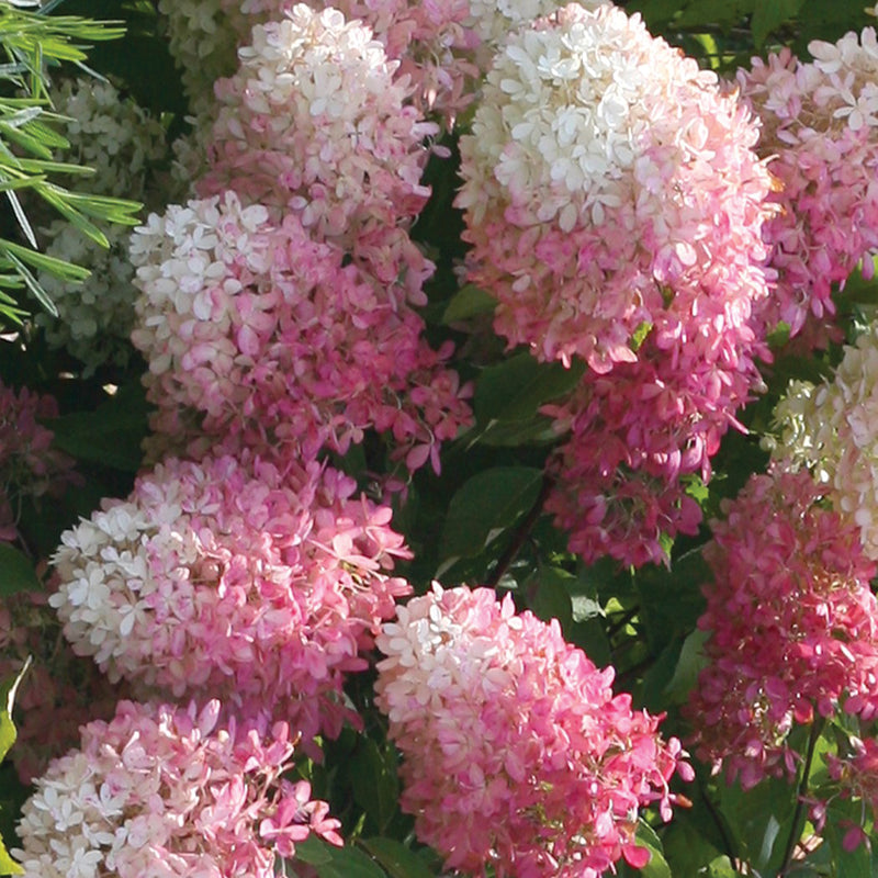 A close look at the mophead blooms of Zinfin Doll Panicle Hydrangea showing the unique color transition from white to pink.