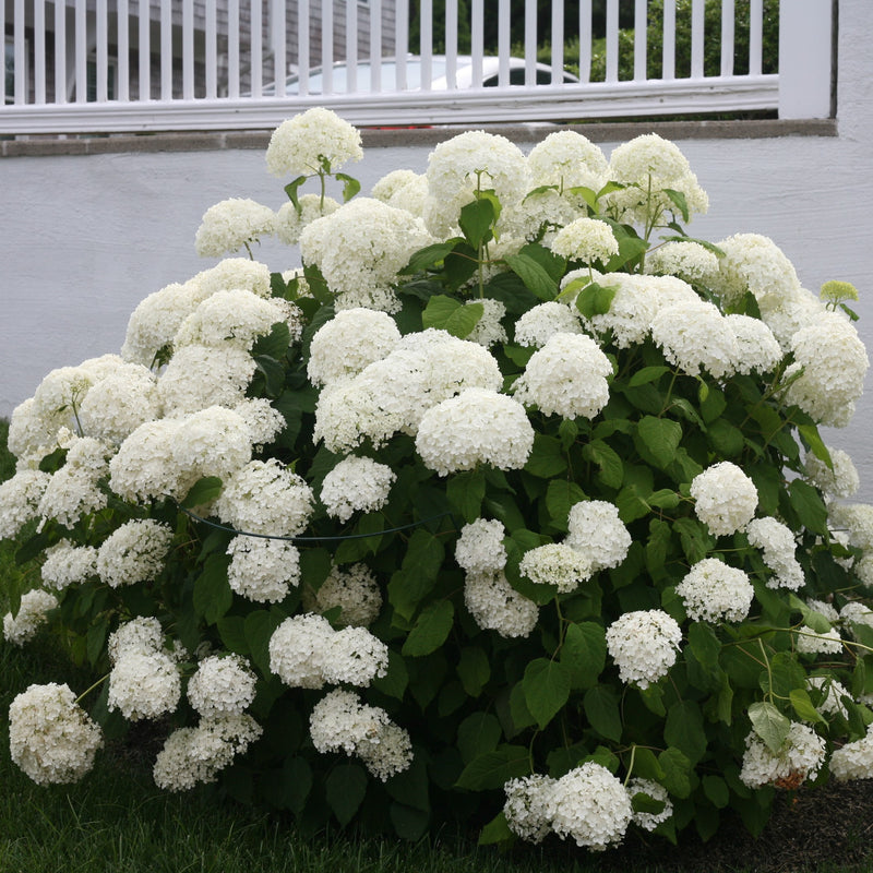 A large specimen of Annabelle hydrangea with a steel ring holding up its white flowers and slender green stems.