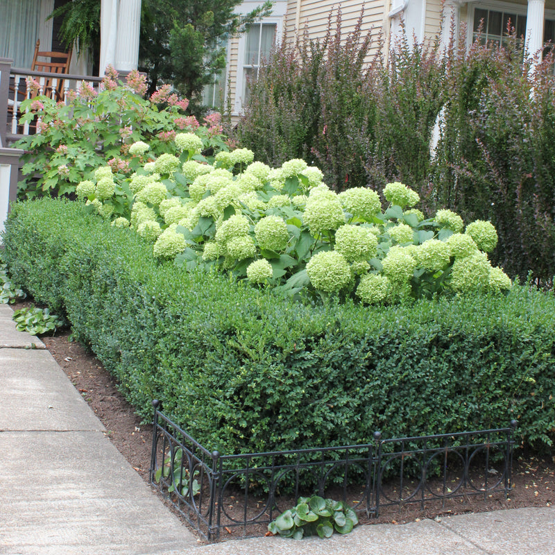 As its large flowers fade, Annabelle hydrangea transforms from white to green.