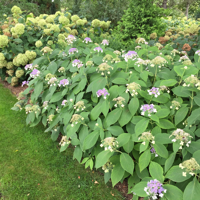 A planting of Blue Bunny hydrangea in full bloom.