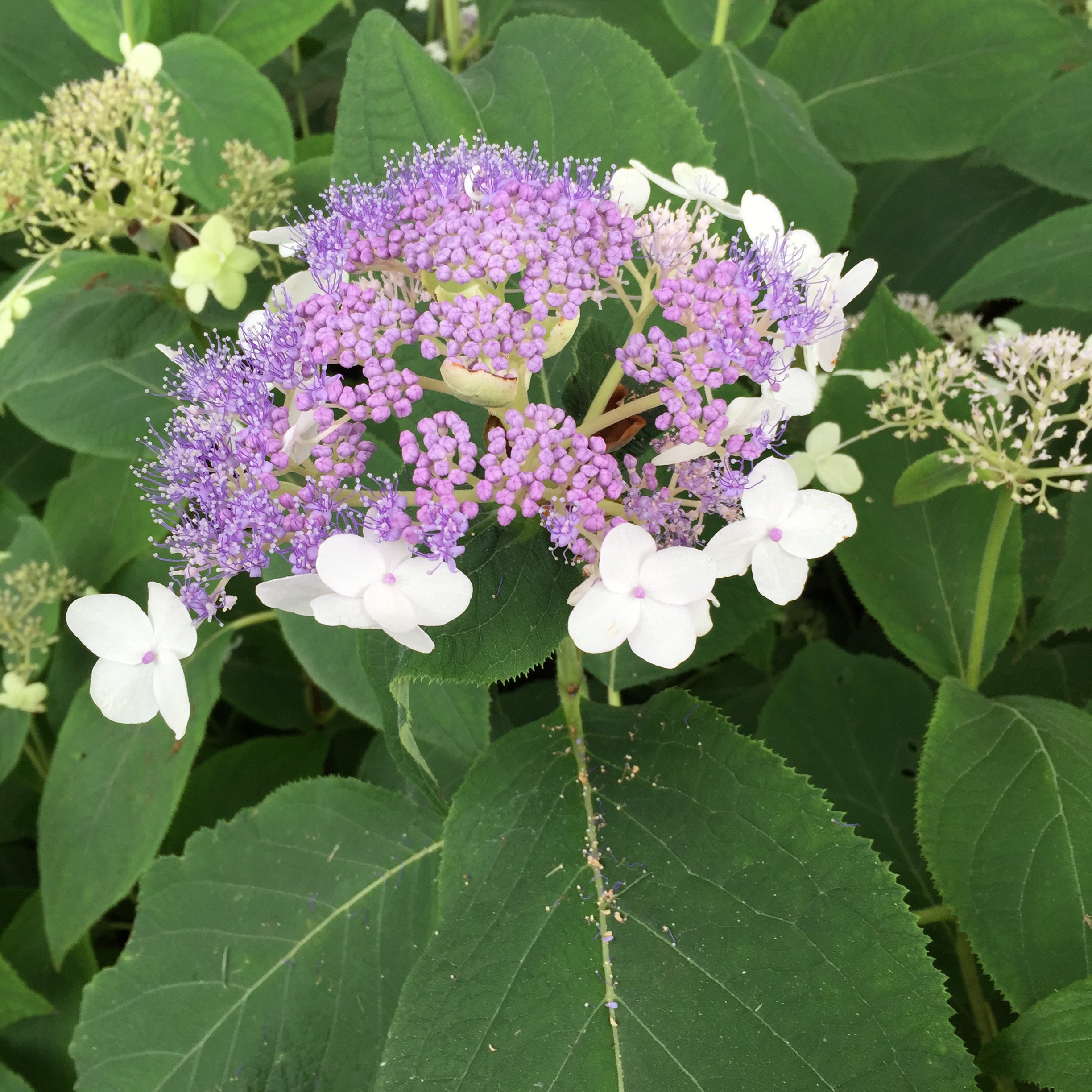 A partially opened flower of Blue Bunny hydrangea.