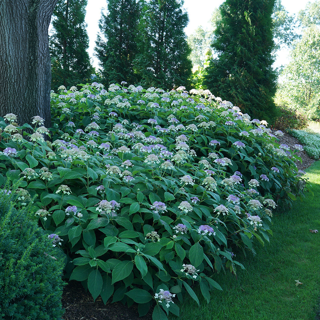 An established mound of Blue Bunny hydrangea blooms alongside a green lawn in a landscape.