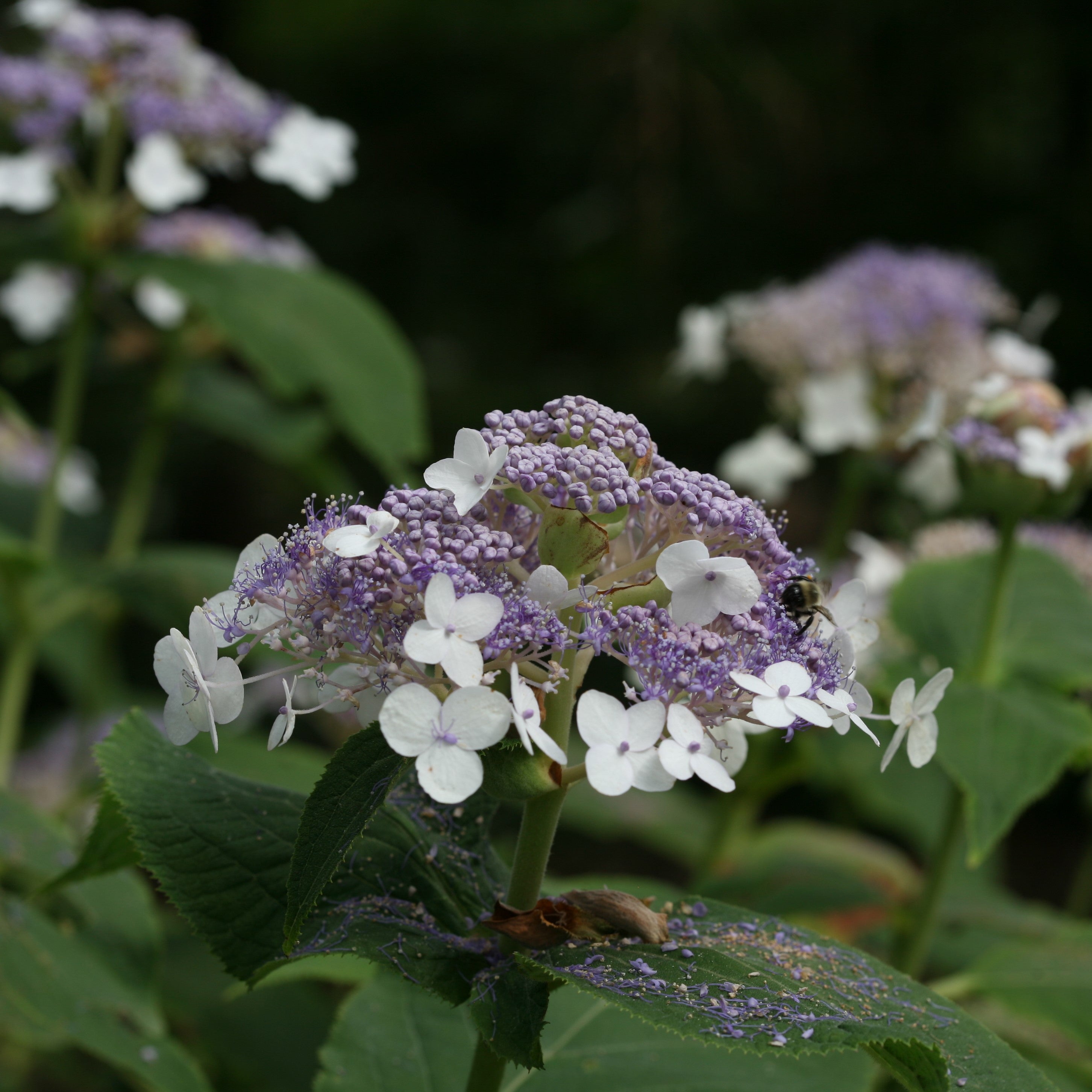 Closeup of the unique white and blue blooms of Blue Bunny hydrangea with a bumblebee gathering pollen.