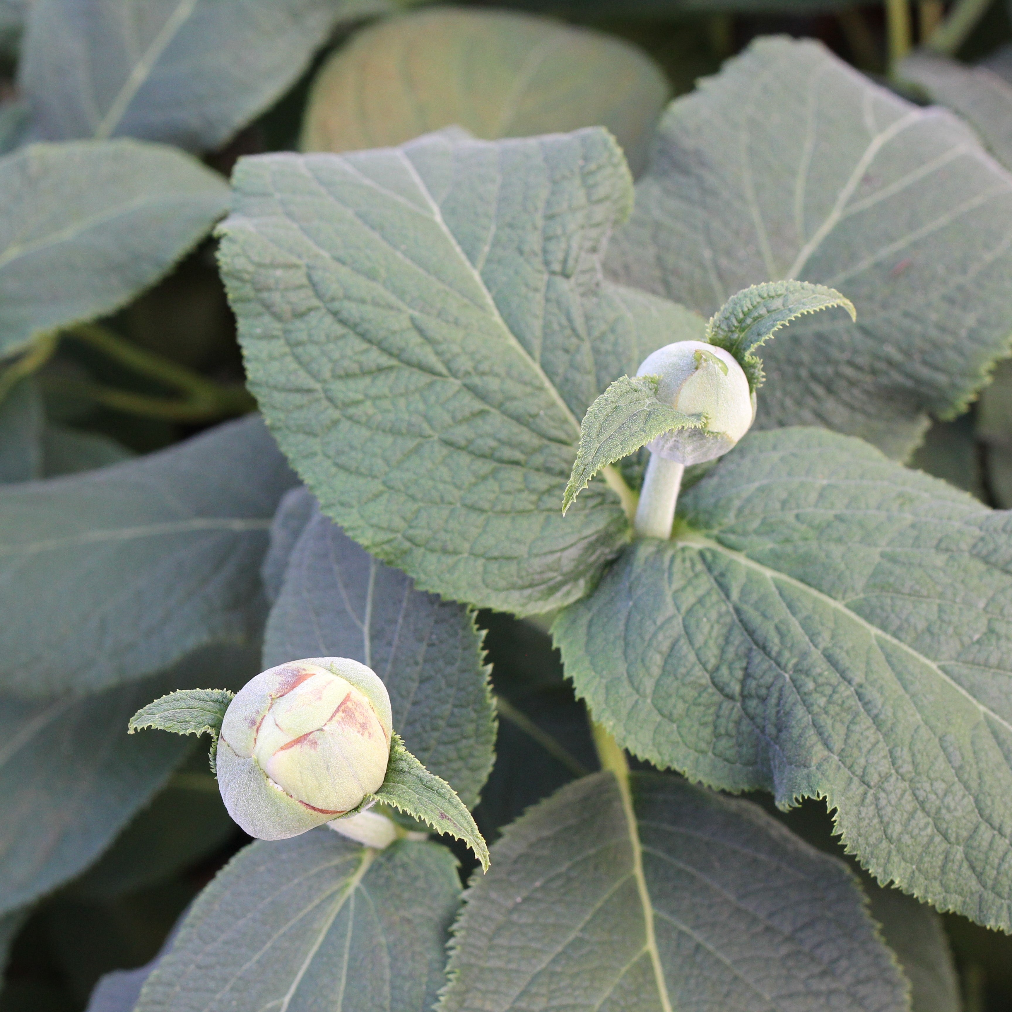 The unique buds of Blue Bunny hydrangea resemble peonies.