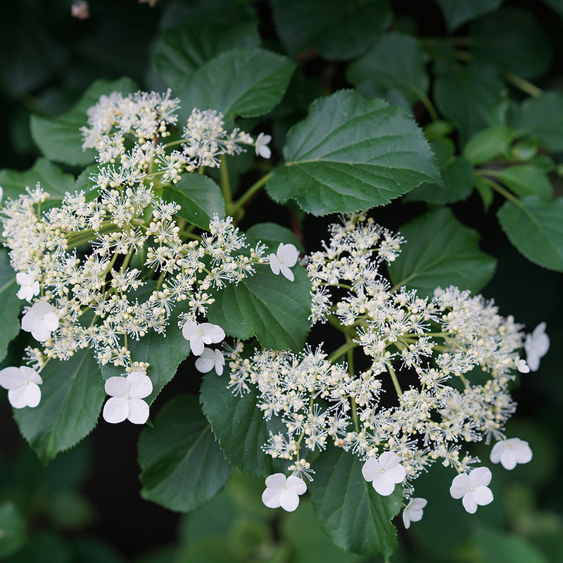 A closeup of the white lacecap flowers of climbing hydrangea.